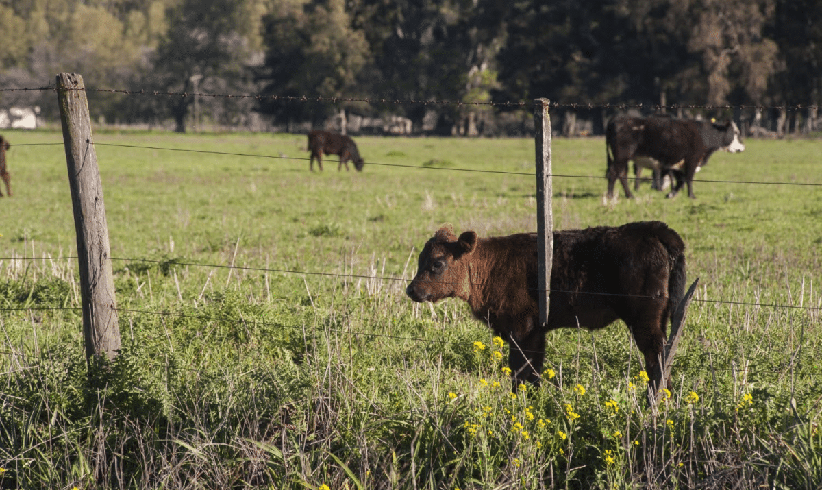 What’s the Best Fence for Cattle? Here’s How to Decide
