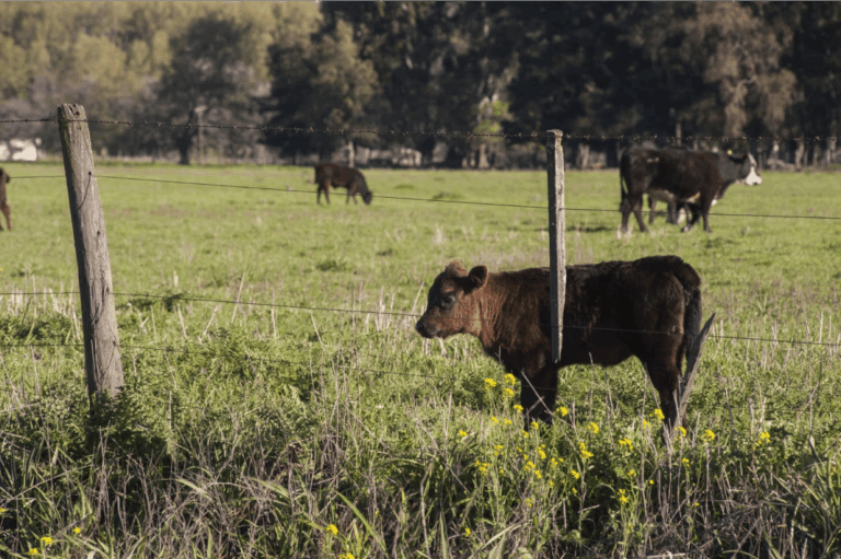 What’s the Best Fence for Cattle? Here’s How to Decide